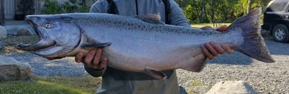 K'sSalmon