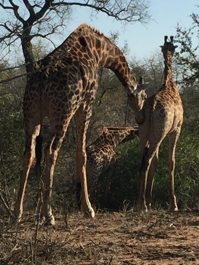 giraffes
